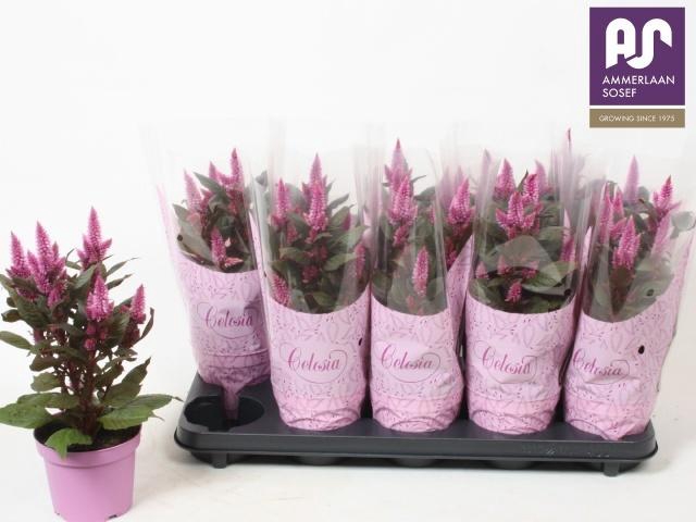 <h4>CEL MERIDA PINK</h4>