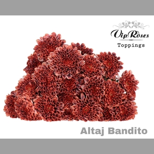 CHR T ALTAJ BANDITO