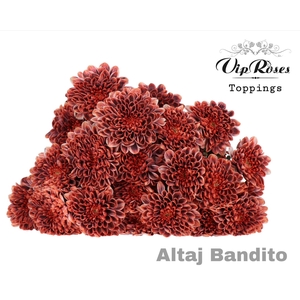 CHR T ALTAJ BANDITO