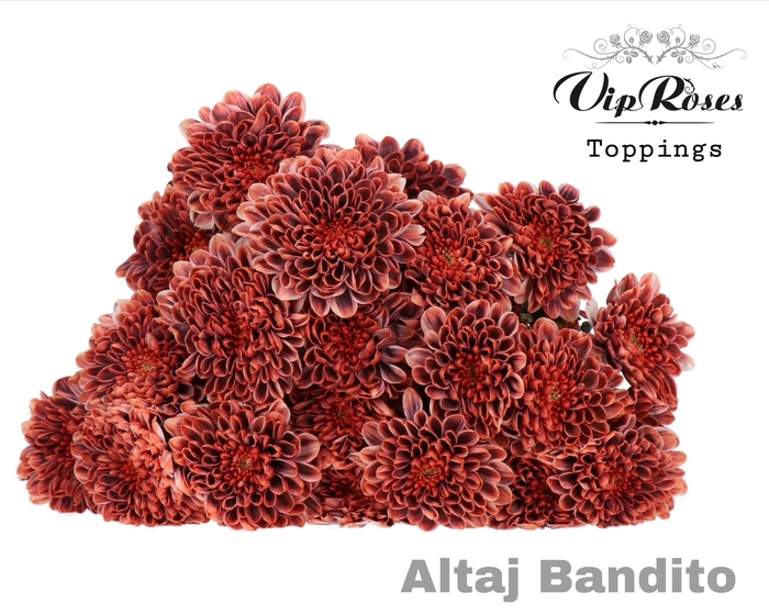 <h4>CHR T ALTAJ BANDITO</h4>