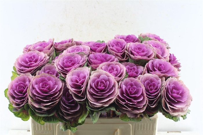 <h4>Brassica Red Crane</h4>