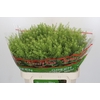 Lepidium Green Dragon