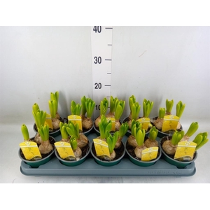 Hyacinthus orie. 'Yellowstone'