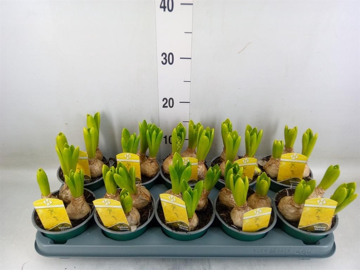 <h4>Hyacinthus orie. 'Yellowstone'</h4>