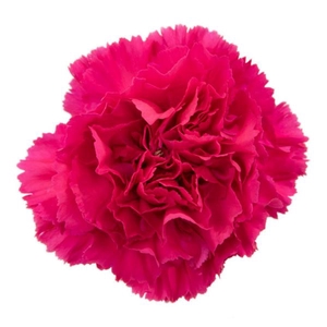 DI ST HOT PINK