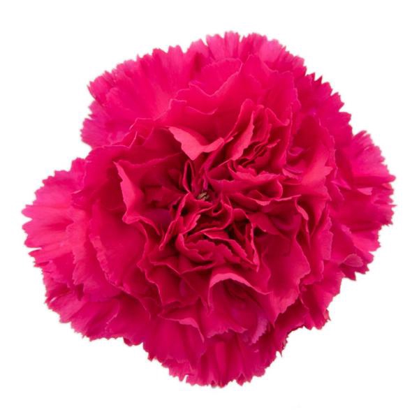 <h4>DI ST HOT PINK</h4>