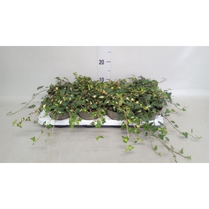 Hedera helix 'Goldheart'