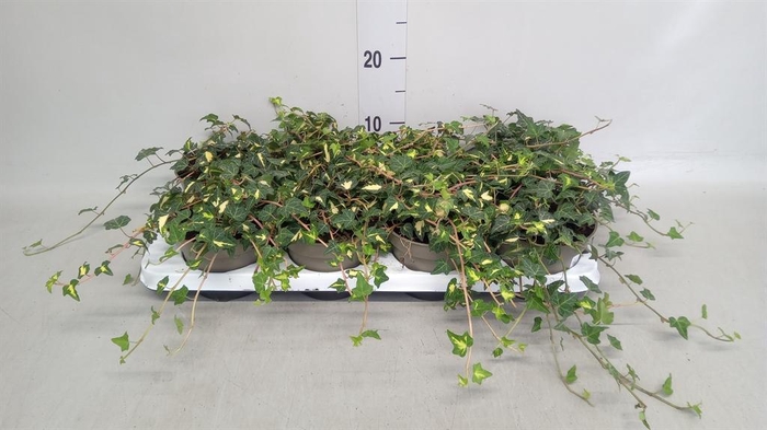 <h4>Hedera helix 'Goldheart'</h4>