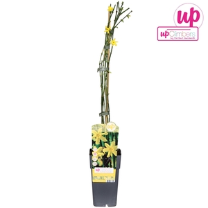 Jasminum nudiflorum P15