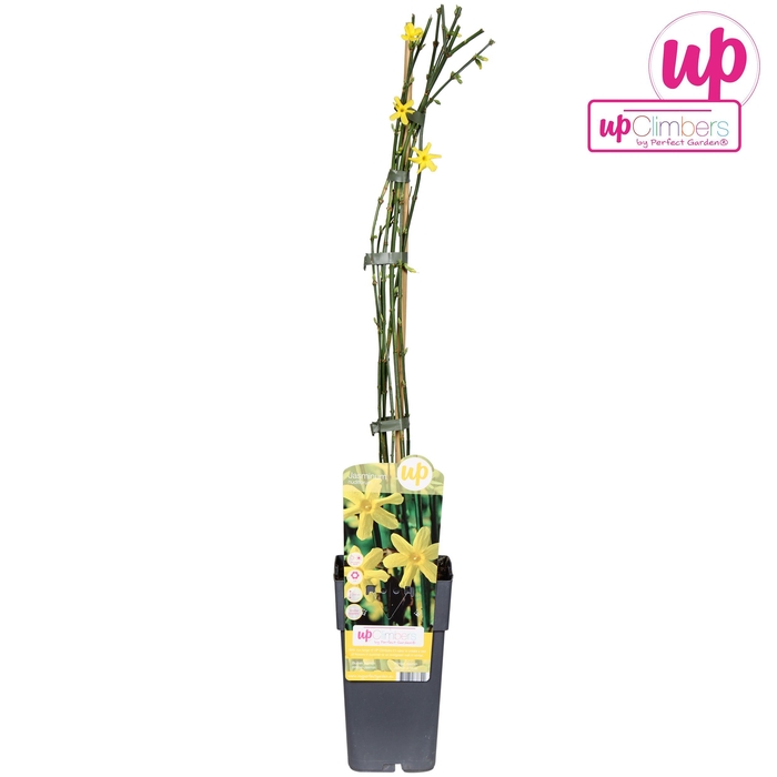 <h4>Jasminum nudiflorum P15</h4>