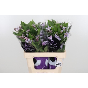 Clem Star River Lavendel