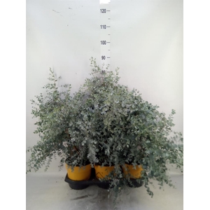 Eucalyptus gunnii