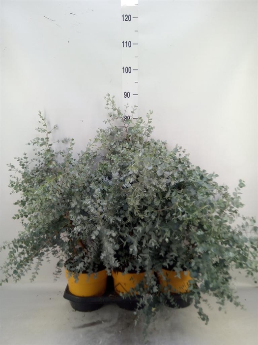 <h4>Eucalyptus gunnii</h4>