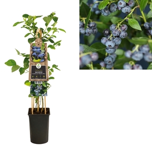 Vaccinium corymbosum 'Brigitta Blue' 3.0 label