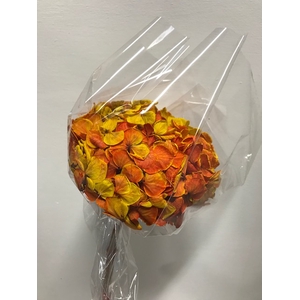 Hydrangea / Hortensia d15cm geel/rood