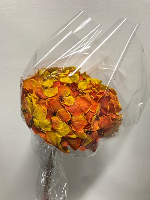 Hydrangea / Hortensia d15cm geel/rood