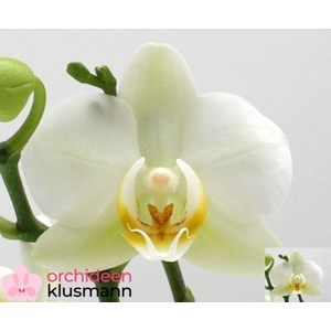 PHAL OV WIT