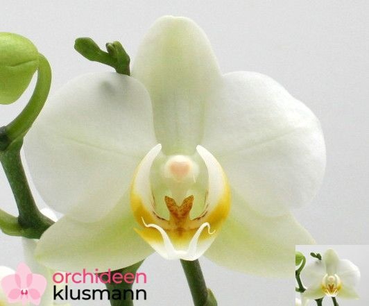 <h4>PHAL OV WIT</h4>