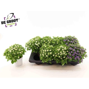 !! PROMO !! EXACUM MIX P12