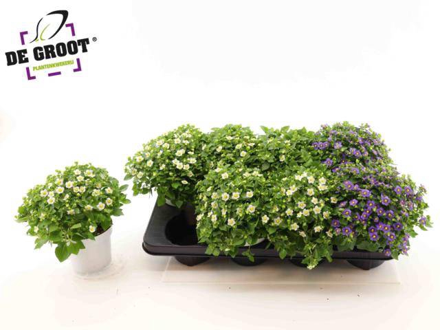 <h4>!! PROMO !! EXACUM MIX P12</h4>