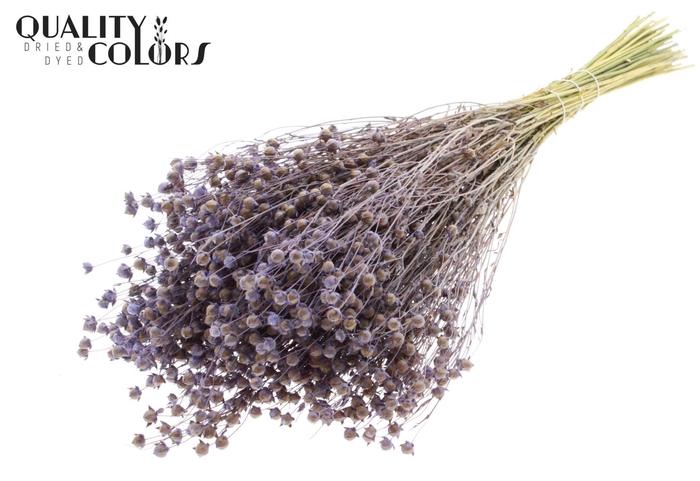 <h4>Droogbloemen   ...bewerkt H%</h4>
