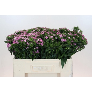Dianthus Br Amazon Rose Magic