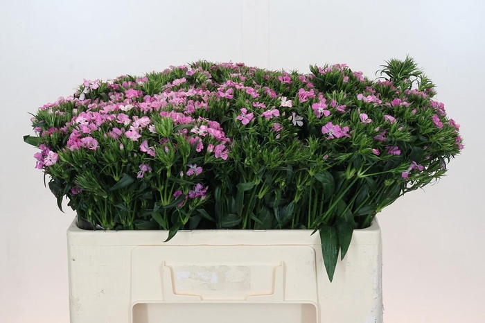 Dianthus Br Amazon Rose Magic