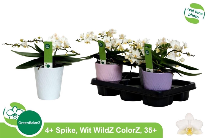 Phal Wildz White In Keramiek