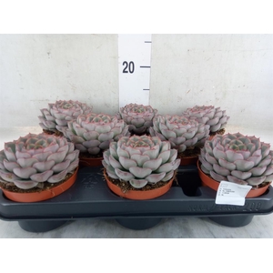 Echeveria   ...