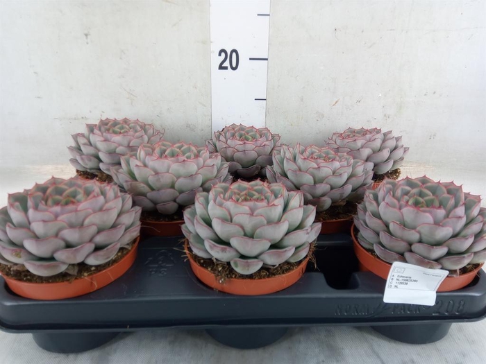 <h4>Echeveria   ...</h4>