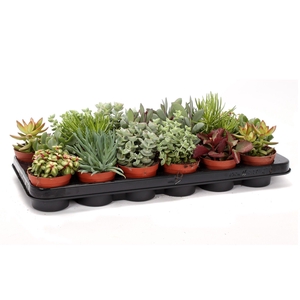 Succulenten mix 8,5 cm