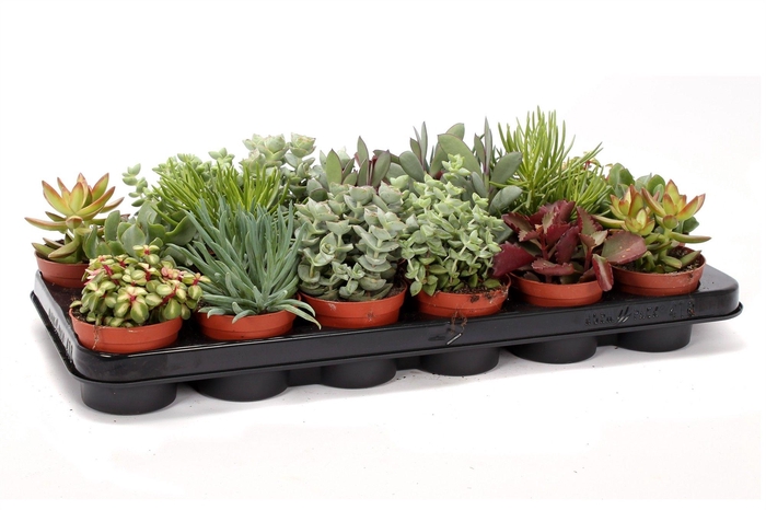 <h4>Succulenten mix 8,5 cm</h4>