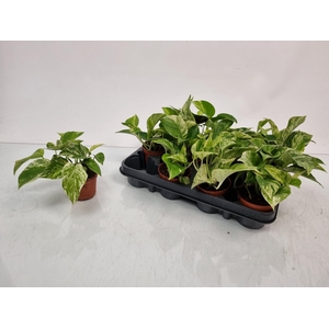 EPIPR MARBLE QUEEN