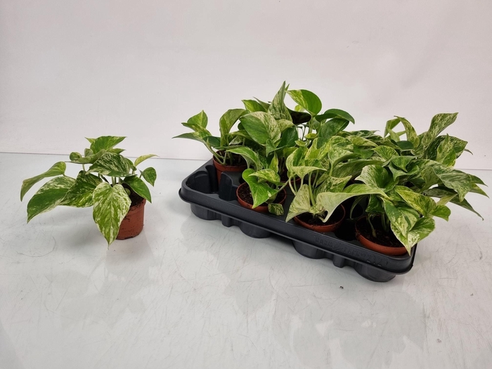 <h4>EPIPR MARBLE QUEEN</h4>