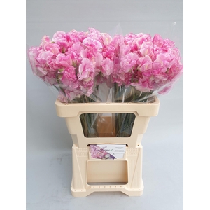 Lathyrus Rose wedding