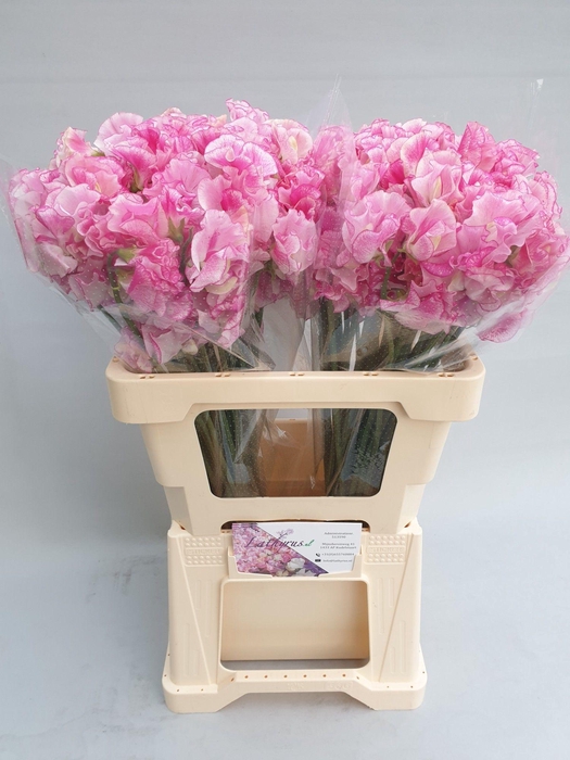 <h4>Lathyrus Rose wedding</h4>