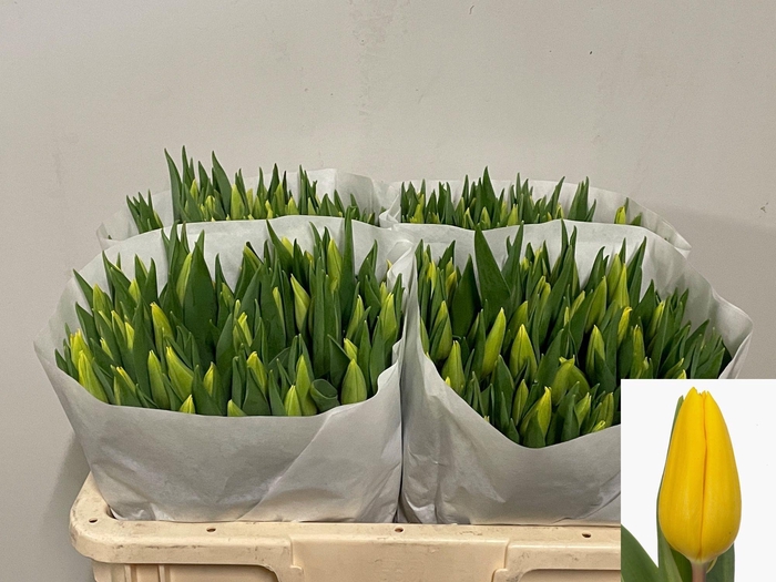 <h4>TU EN STRONG GOLD</h4>