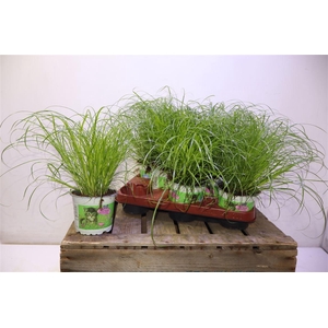 arr8 Cyper Alt Zumula