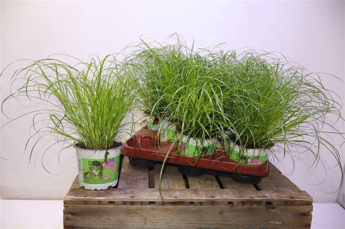 <h4>arr8 Cyper Alt Zumula</h4>