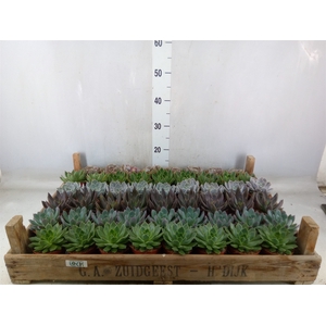 Echeveria   ...