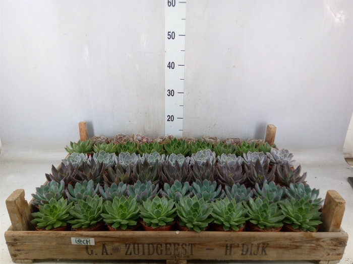 <h4>Echeveria   ...</h4>
