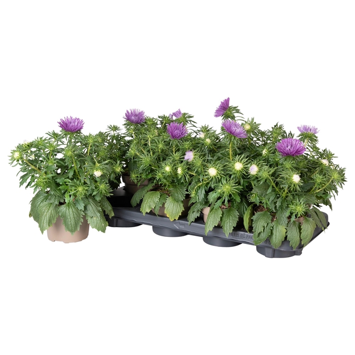 <h4>Callistephus Chinensis Blauw</h4>