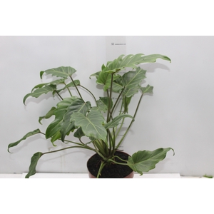 PHILODENDRON XANADU P17
