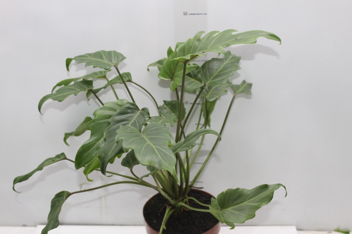 <h4>PHILODENDRON XANADU P17</h4>