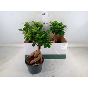 Ficus microcarpa 'Ginseng'