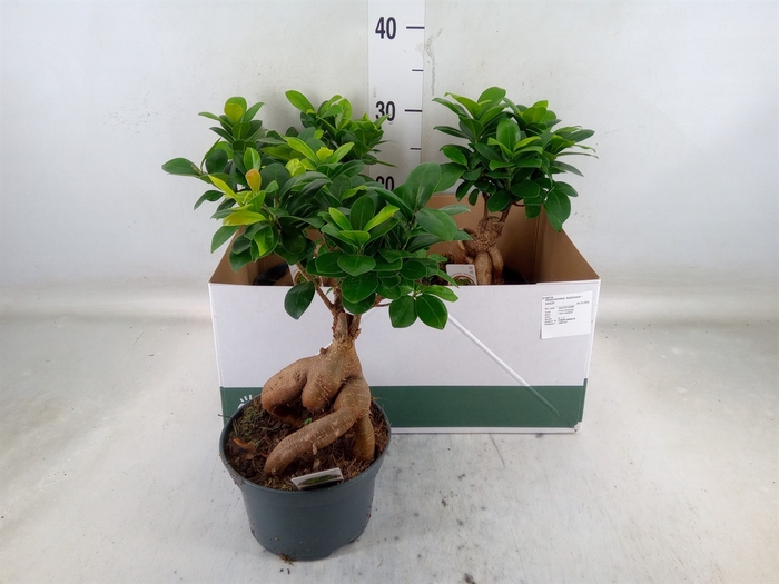 <h4>Ficus microcarpa 'Ginseng'</h4>