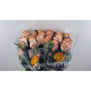 R GR PRINCESS CROWN Welyflor