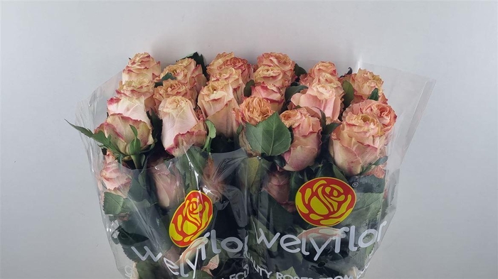 <h4>R GR PRINCESS CROWN Welyflor</h4>