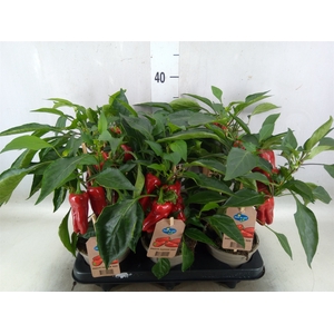 Capsicum annuum   ...paprika