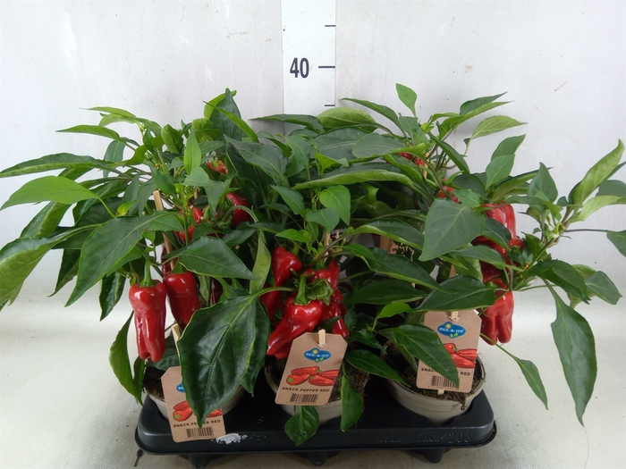 <h4>Capsicum annuum   ...paprika</h4>